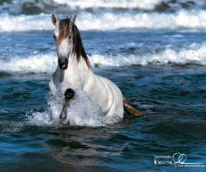 Puzzle Άσπρο άλογο στη θάλασσα